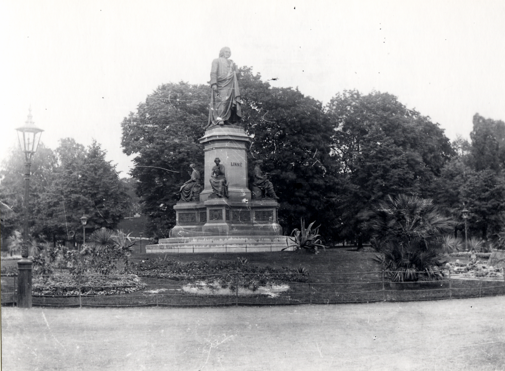Amatörfotografen  Algot Laurell  från Frösunda valde motiv också från  Stockholm  Här är  Linnéstatyn  i  Humlegården
