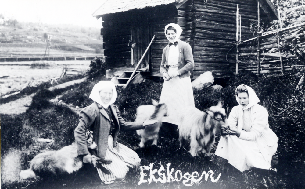 En fäbodstuga stod i Mälsta backe i Ekskogen Den användes till getterna . Handlarfrun Hanna Ohlin sitter t v de övriga är okända