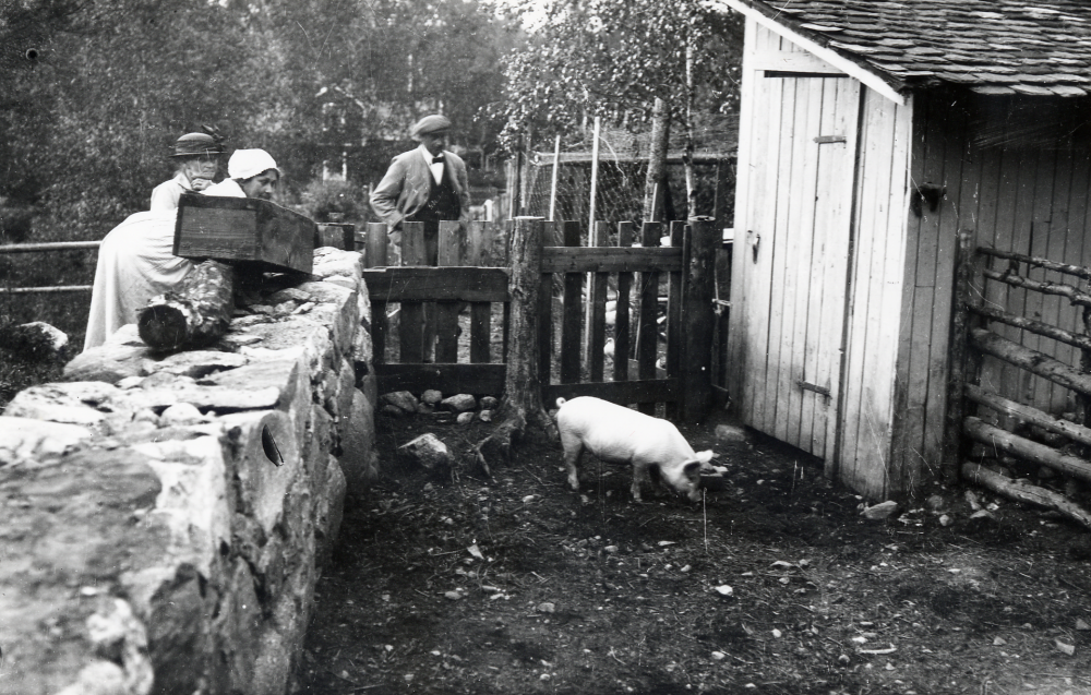 Sista  grisen  på  Davidsborg  i  Trekanten
