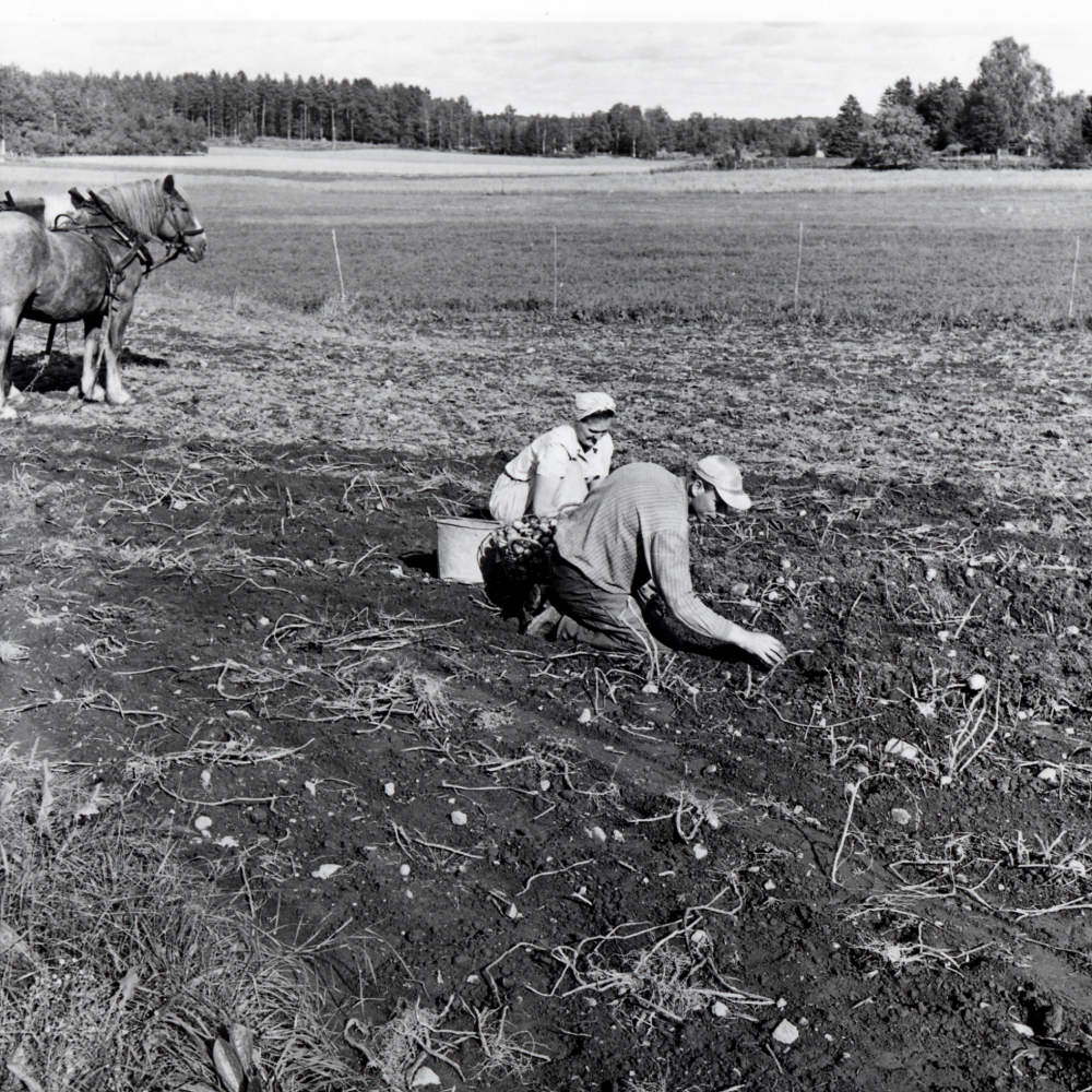 Potatisplockning  i Orkesta