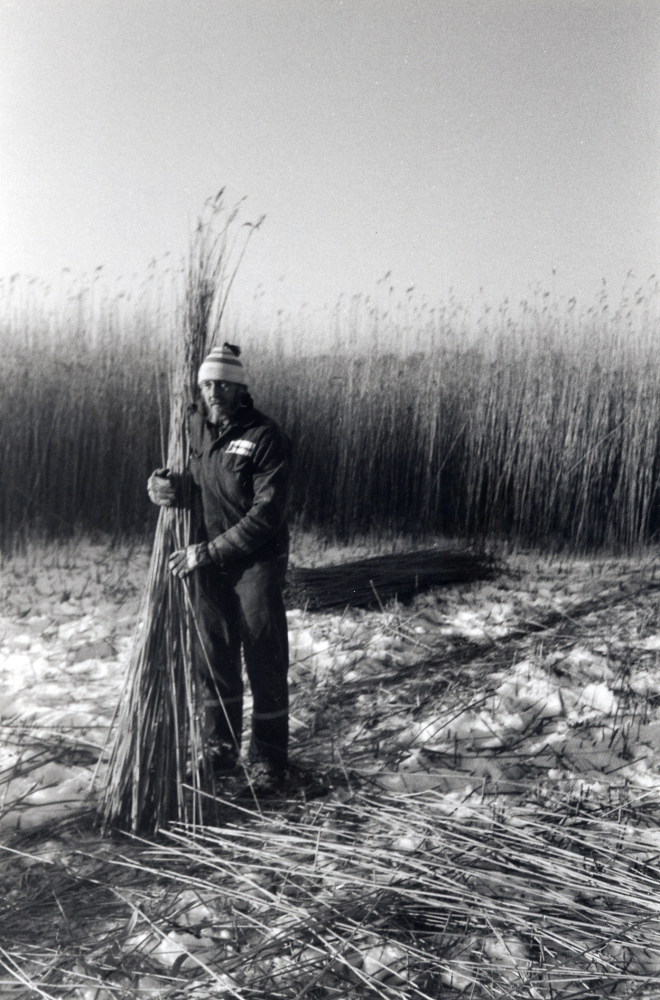 Lars Karlsson skördar vass vid Kyrkviken i Vallentunasjön. Av vassen tillverkar Lars Karlsson vassmattor att användas t ex vid trädgårdsodling