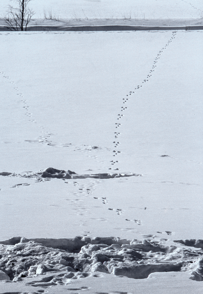 Vintern är en levande årstid. Här syns spår efter harens näringssök. Vinter. Snö. Fotografiet ingår i bildserien Angarnssjöängen 1970 som köptes av Vallentuna kommun och gjordes mot bakgrund av den oro som fanns bland naturvänner då Stockholm stad planerade en ny stad i området med upp mot 100 000 invånare. Så småningom övergavs planerna och istället bildade Länsstyrelsen naturreservat 1982.