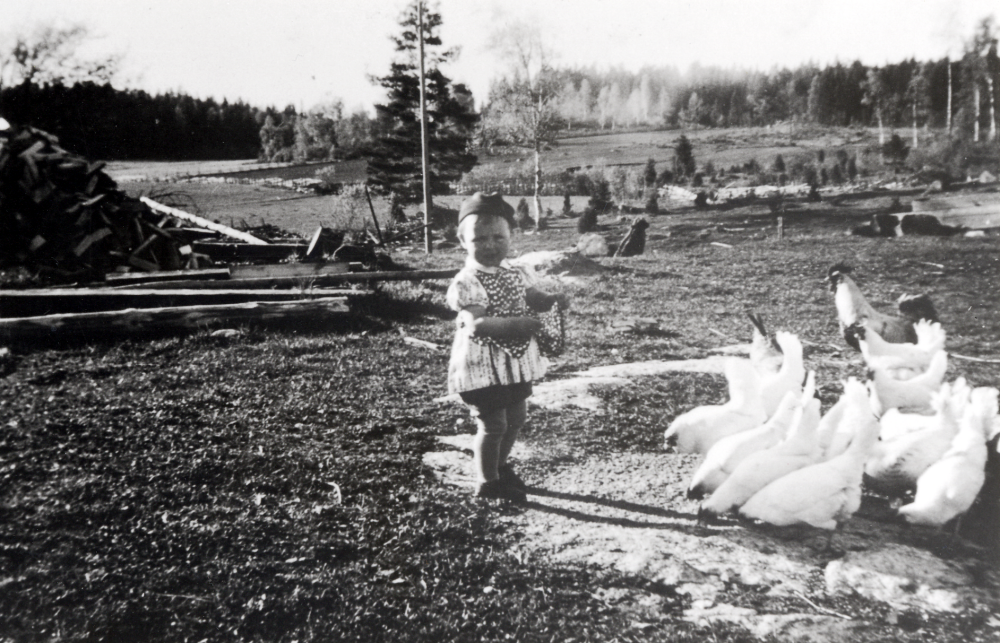 Christina Helgöstam matar pullorna på Tjusta gård i Kårsta