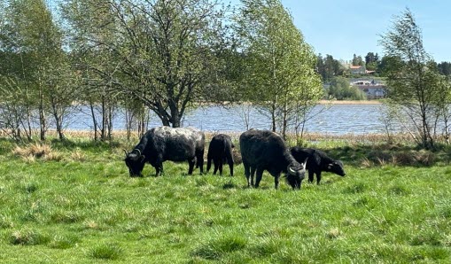 Fem får som betar gräs, vatten i bakgrunden.