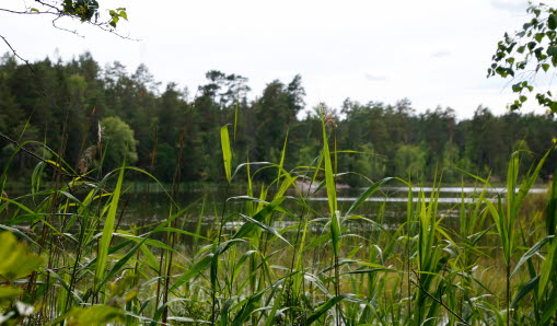 Vass med sjö i bakgrunden