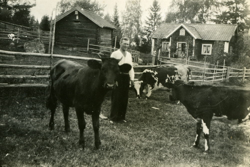 Hugo Bergqvist står bland korna i hagen på gården i Gunby. I bakgrunden syns den gamla stugan som revs på 1940-talet. Den nya stugan ligger österut.