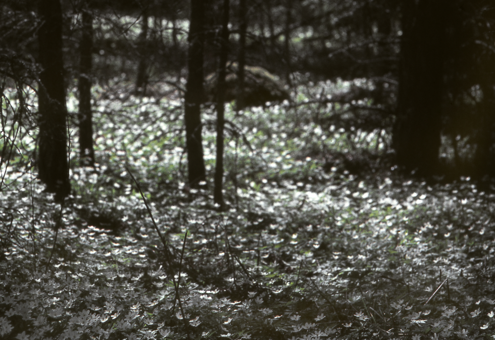 Vitsipporna har slagit ut. Fotografiet ingår i bildserien Angarnssjöängen 1970 som köptes av Vallentuna kommun och gjordes mot bakgrund av den oro som fanns bland naturvänner då Stockholm stad planerade en ny stad i området med upp mot 100 000 invånare. Så småningom övergavs planerna och istället bildade Länsstyrelsen naturreservat 1982.