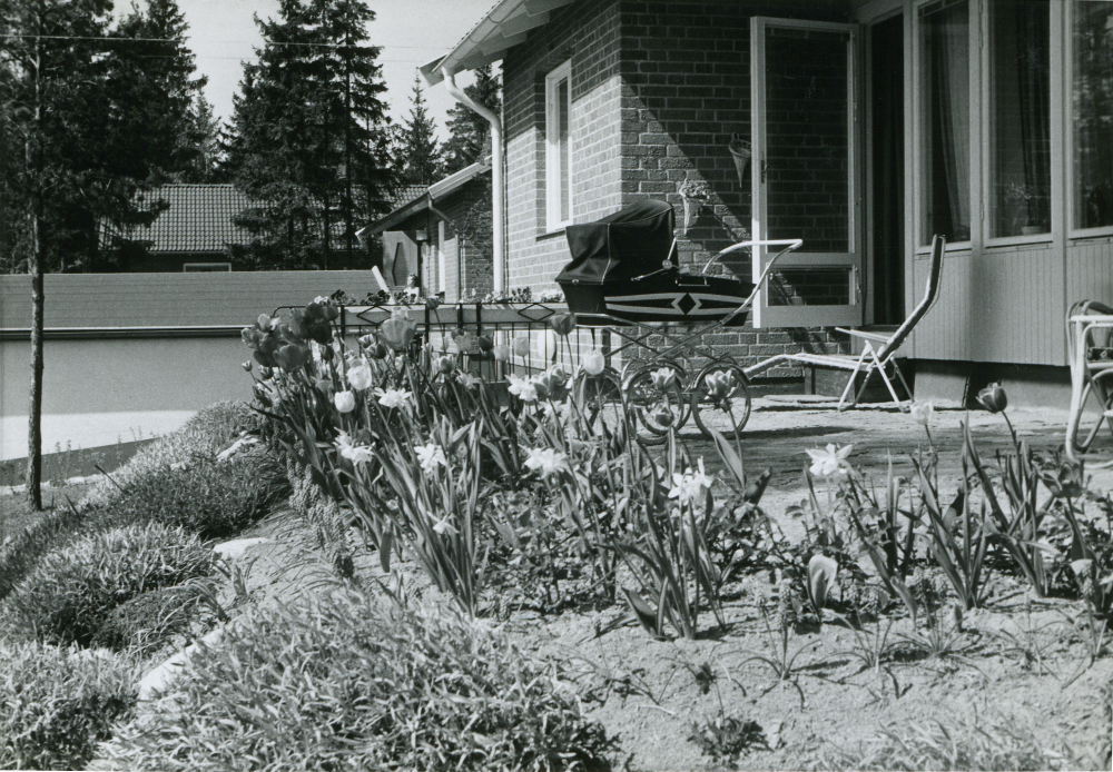 Vårrabatt med påskliljor, tulpaner, pärlhyacint och silverarv hos Timo Ekholm på Rosenlundsvägen 17 i Bällsta. Huset byggdes 1964. En barnvagn står på uteplatsen.