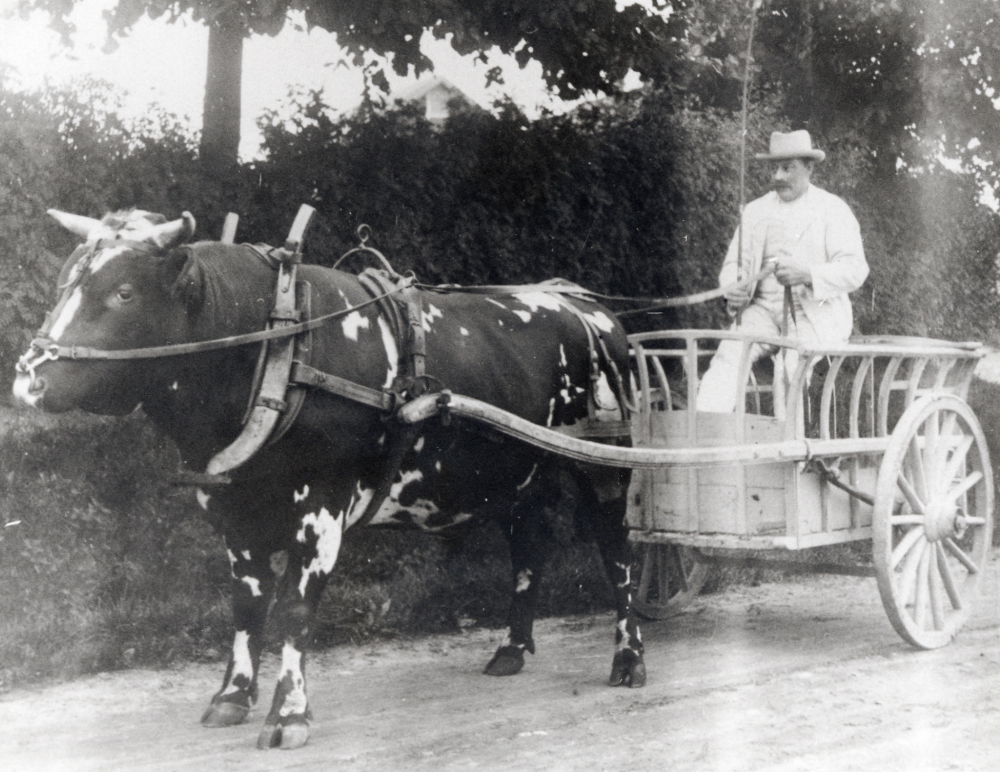 Julius Eriksson född 1872,  från Ösbyhof i Össeby-Garn har spänt tjuren framför vagnen.  Fotograferat på vägen utanför Ösbyhof