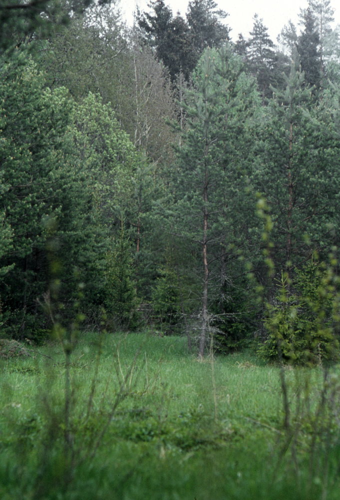 Torpruin vid Sibirien i Veda. Skog tar över åkermarken. Fotografiet ingår i bildserien Några torp i Vallentuna 1970 som köptes av Vallentuna kommun. Dokumentationen gjordes mot bakgrund av den snabba förvandling av kulturlandskapet som skett och ännu sker. Många torp anlades under den svenska landsbygdens folkökning under slutet av 1700-talet och decennierna framöver. Dessa torp och små gårdar försvinner alltmer då de inte längre är lönsamma. Kulturmiljö.
