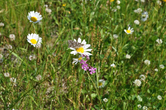 Vita blommor på en äng