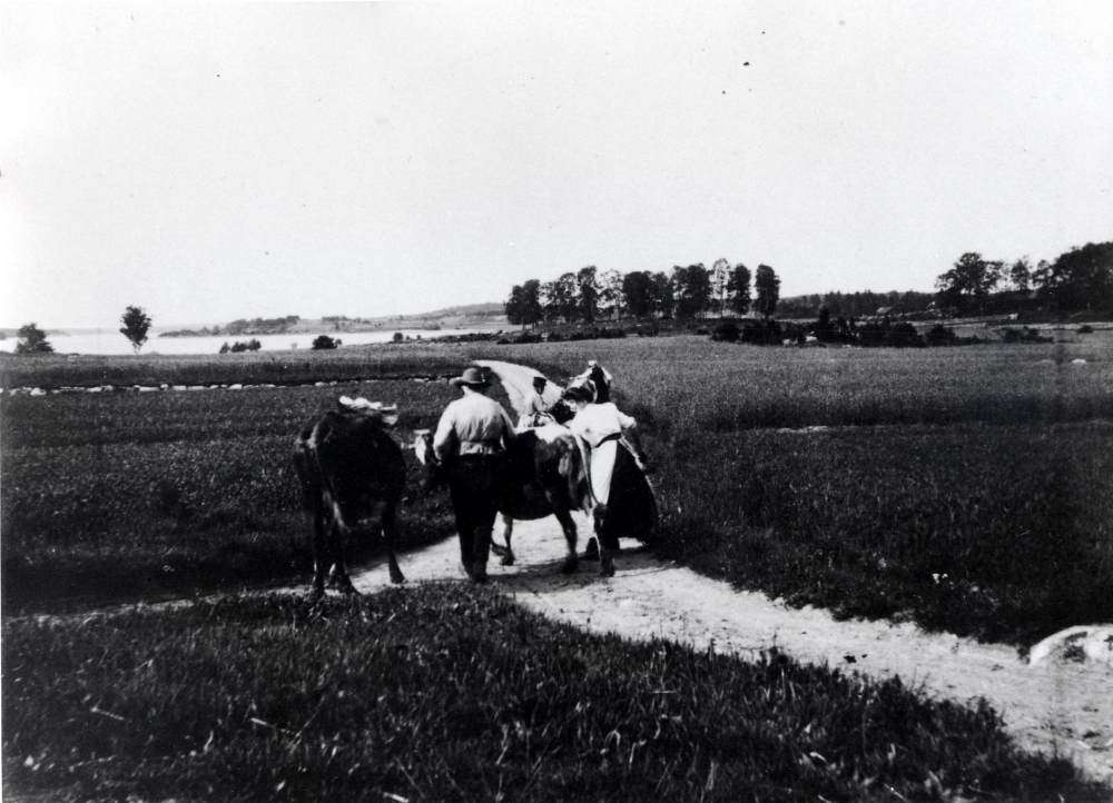 Korna leds ut på bete från Väsby gård mot kvighagen vid Kullen.  I bakgrunden syns Vallentunasjön och t h torpet Västeräng som hörde till kyrkans mark