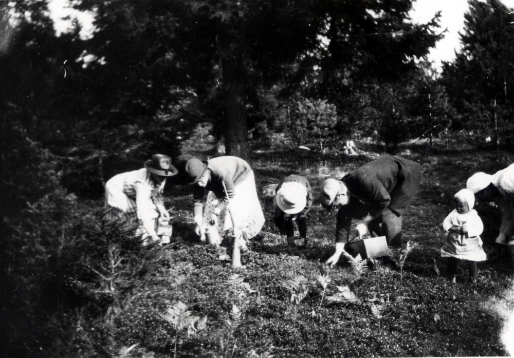 Bärplockning  (troligen) i området där bostadsområdet  Dragonvreten  nu ligger. Fr v  Hilda Lindberg   Ester Jansson  okänd flicka,  Gottfrid Lindberg  med dottern  Iris Lindberg  och okänd dam