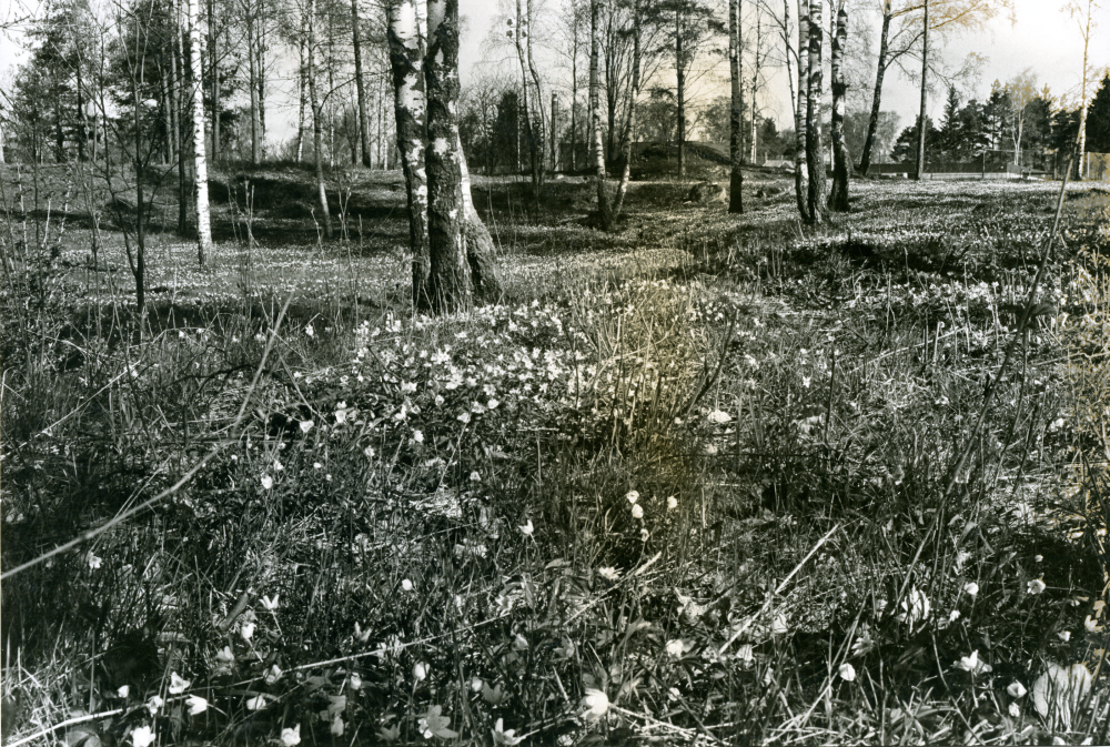 I Ormstaskolans närmiljö, en vårdad björkhage med marken täckt av vitsippor.
•Fotografiet ingår i bildserien ”Vardagsliv i Vallentuna kommun” av Rachael Gough-Azmier & Gunilla Blomé, Haga Studios HB.
