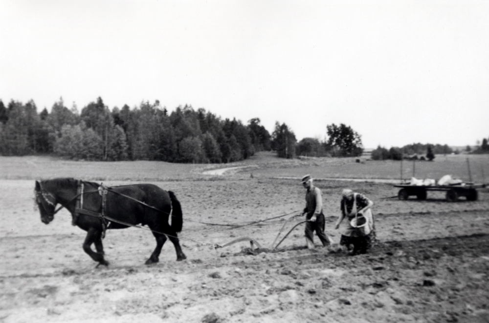 Ekskogens gård.  Manfred Ekholm, gårdens ägare, sätter potatis med hjälp av Adèle Karlsson på gärdet söder om Karlsro, som skymtar i bakgrunden.  Manfred kör hästen, som drar ett "årder", ett redskap som gör fåror för sättpotatisen. Att bereda jorden för sådd med årder kallas att ärja.
