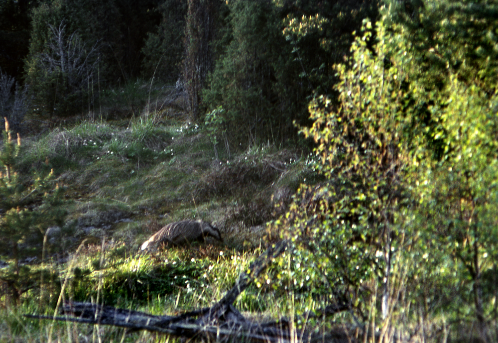 En grävlingen på jakt efter föda. Fotografiet ingår i bildserien Angarnssjöängen 1970 som köptes av Vallentuna kommun och gjordes mot bakgrund av den oro som fanns bland naturvänner då Stockholm stad planerade en ny stad i området med upp mot 100 000 invånare. Så småningom övergavs planerna och istället bildade Länsstyrelsen naturreservat 1982.