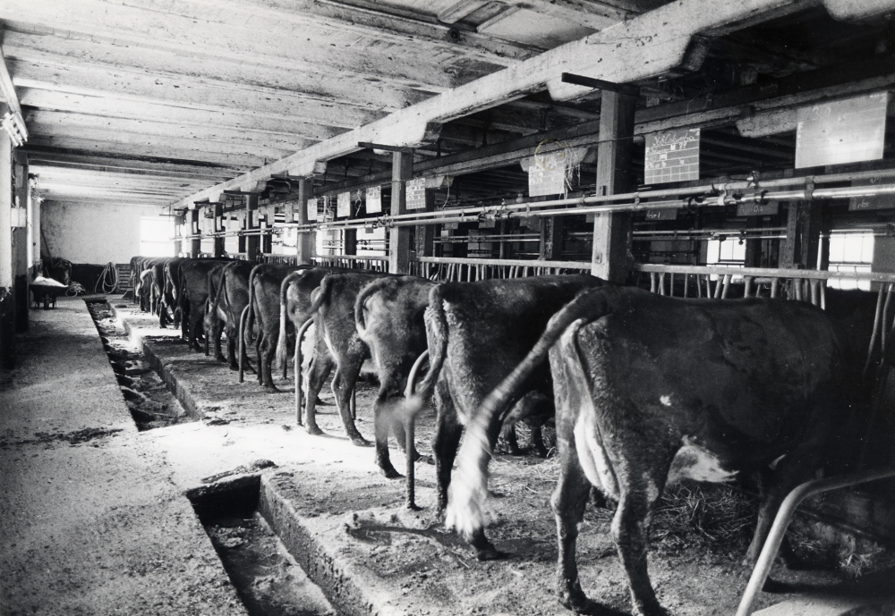 Backa gård i Kårsta.  Kor i ladugården