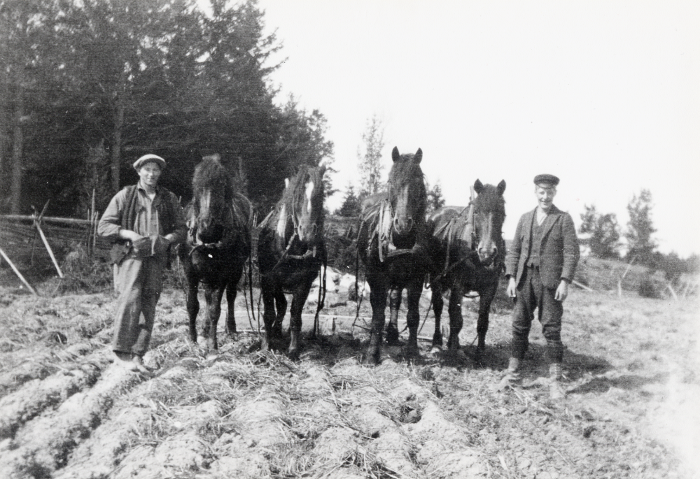 Hästar vid Stora Ekeby gård i Vallentuna.  De fyra hästarna drar en ?????, logiskt en harv eftersom marken är plöjd, men det ser ut som en vägsladd.  T h står Charles Östervall