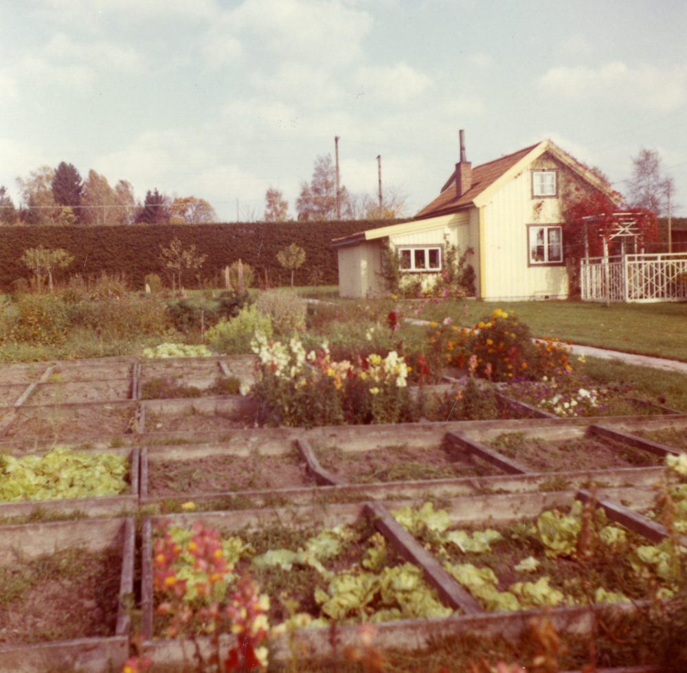 Lindbloms handelsträdgård  med odlingar i förgrunden och boningshuset t h