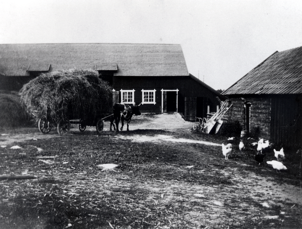 Väsby gårds ekonomibyggnader i slutet av 1800-talet.  På ladugårdsbacken står oxar som drar ett hölass, ladugården hade spånklätt tak och hade plats för 30 kor.  Hönsgården syns t h och flera höns går utanför.  Man slutade med kor 1947.  Då arrenderades gården av Sven Karlsson. Hans son Sven-Erik övertog arrendet 1963-2003.