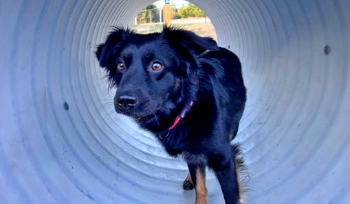 Hunden Essi gillar rörlöpning.