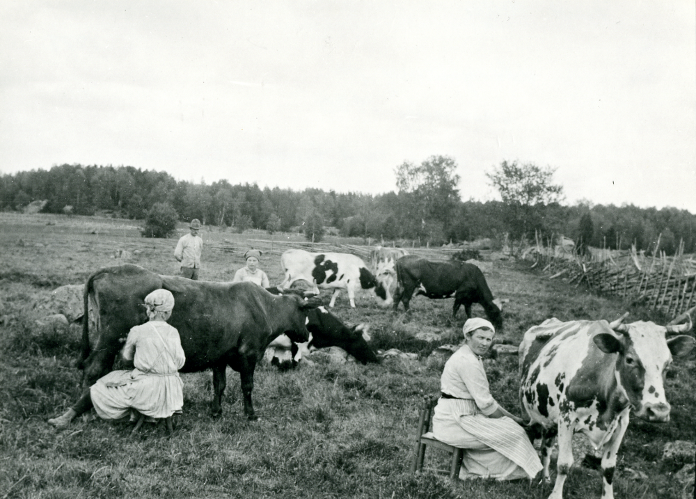 Mjölkning  ute i hagen vid  Sunnarby gård.  Fr v dottern  Stina Lillje  gift Jansson,  gårdens ägare  Carl Lillje,  hans hustru  Linnea Lillje  och jungfrun  Tabita Jansson.  Fem  kor  går i hagen
