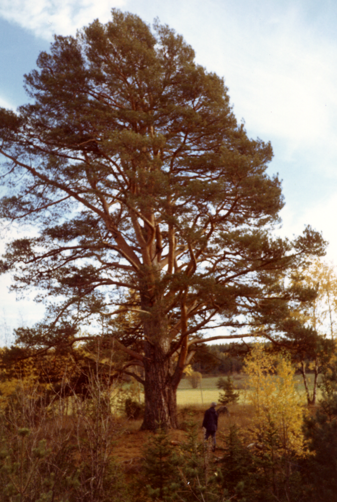 Jättetall i Markim.  Bredvid tallen står Bengt Gustafson, en man som ser liten ut vid den stora tallen