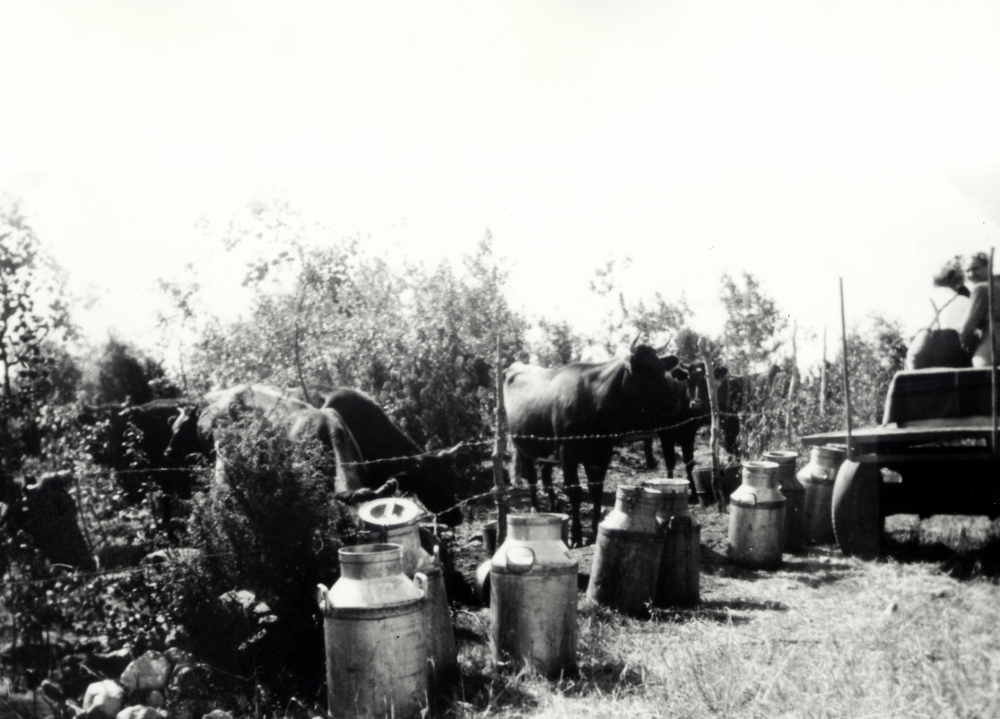 Ekskogens gård.  Gårdens kor och kvigor får vatten i stora mjölkflaskor när de går på bete i hagen på åsen norr om Högtorps kvarn.  Alvar Björk och gårdens ägare Manfred Ekholm har kört flaskorna på flakvagn efter traktorn