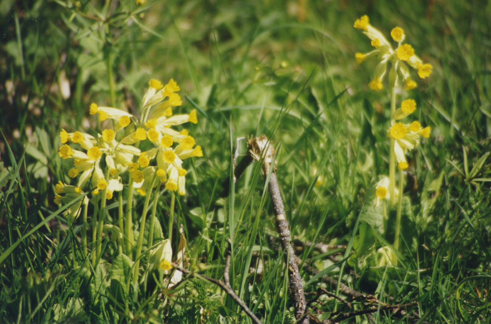 Vår vid Angarnssjöängen. Gullvivor.