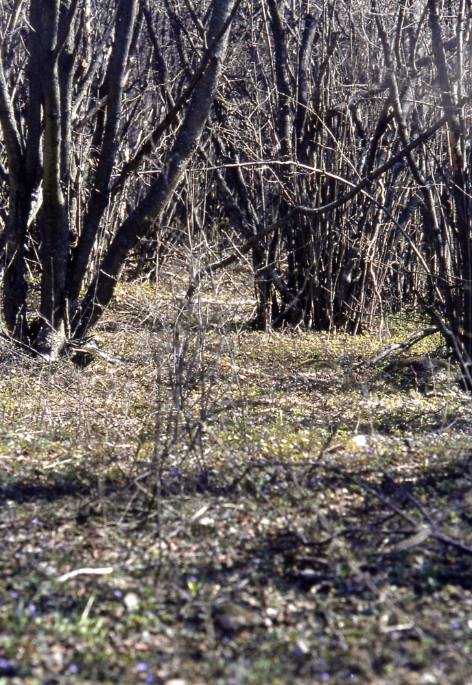 Ängar med hassellundar slyar igen vid torpen Nyboda och Brötet. Fotografiet ingår i bildserien Några torp i Vallentuna 1970 som köptes av Vallentuna kommun. Dokumentationen gjordes mot bakgrund av den snabba förvandling av kulturlandskapet som skett och ännu sker. Många torp anlades under den svenska landsbygdens folkökning under slutet av 1700-talet och decennierna framöver. Dessa torp och små gårdar försvinner alltmer då de inte längre är lönsamma. Kulturmiljö.