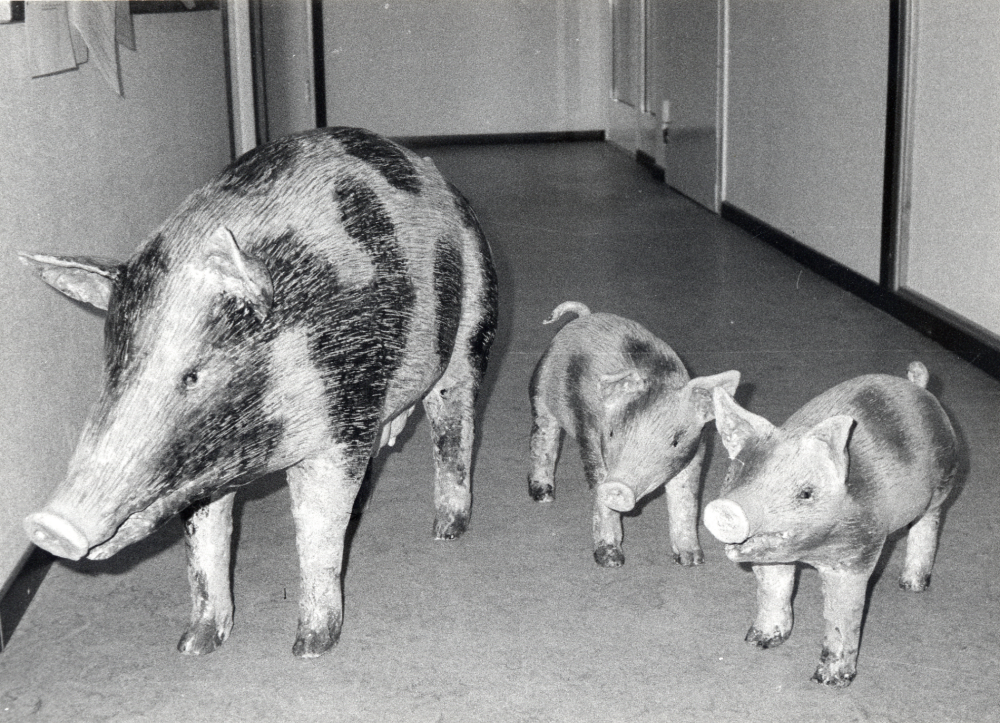 Modeller i naturlig storlek av  svensk skogsgris  en  sugga  och två  kultingar  tillverkade av  Eva Rahmqvist  till en basutställning om de gamla svenska  husdjuren  på  Upplandsmuseet  i Uppsala våren 1986