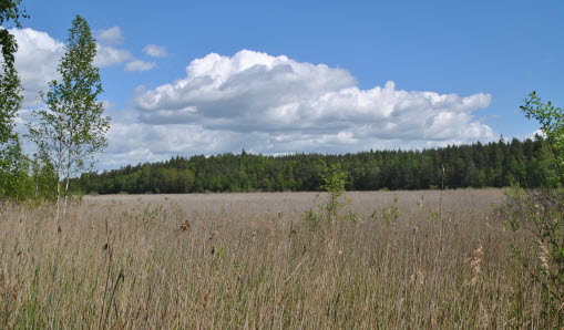 Gävsjön, igenvuxen med vass