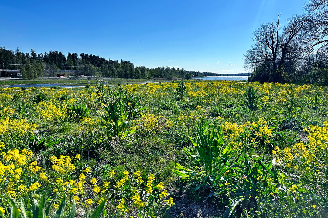 Vallentuna våtmarkspark