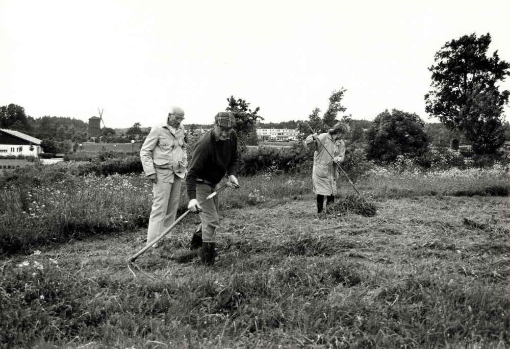 Förberedelser för midsommarfirande vid Vallentuna kyrka.  Medlemmar i Vallentuna hembygdsförening slår det höga gräset på Kyrkängen kvällen före midsommarafton.  Man tar ner den gamla midsommarstången  som stått kvar (i bästa fall) sedan föregående år och klär den på nytt.  Här står fr v Gunnar Käller, ????? och Gunvor Carlestam längst t h räfsar.  I bakgrunden syns ladugården vid kyrkogården och Väsby kvarn