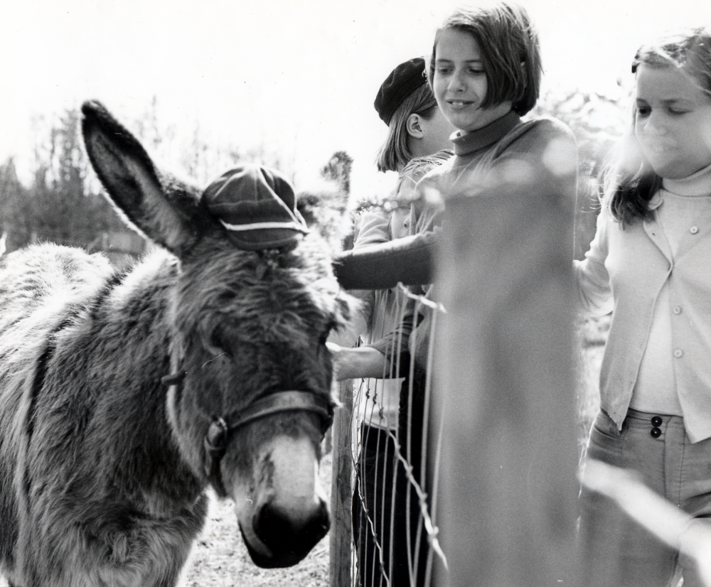Fotokurs på  utflykt  till  Kvarntorp vid Olhamra.  På bilden bekantar sig barn med en  åsna som ägs av Eva Walldie-Hedlund