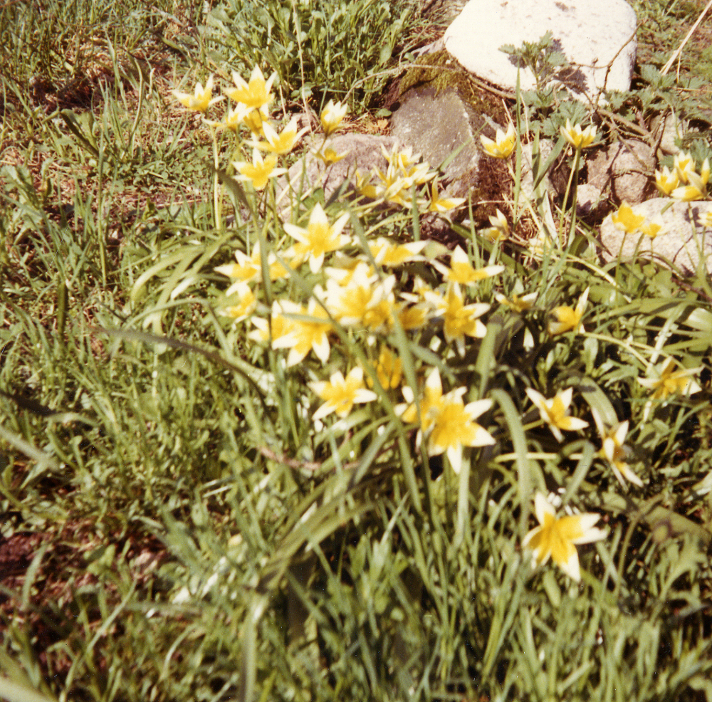 Blomsterprakt i en rabatt