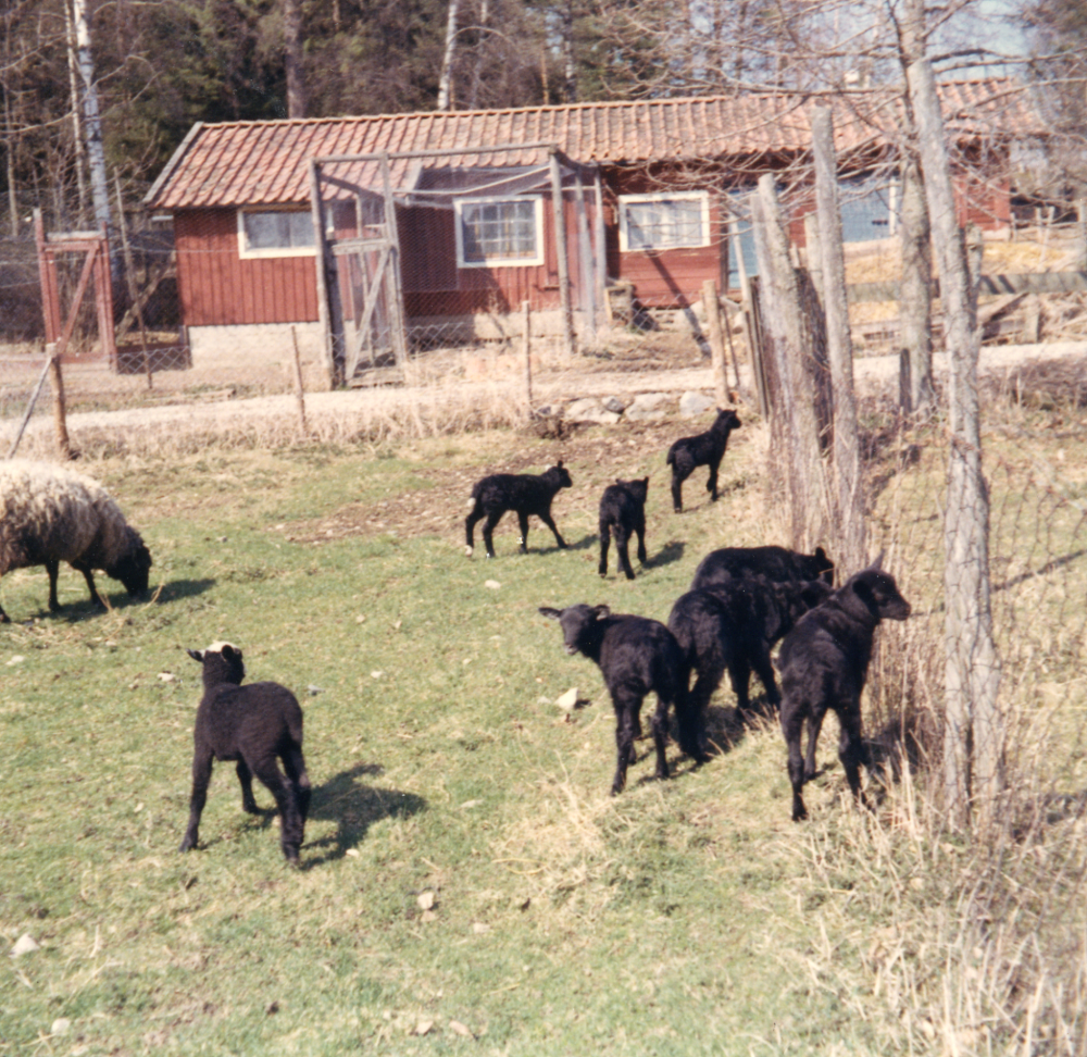 Svarta  får  vid  Hagmarkens kennel