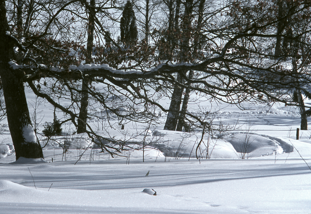 Under eken vid Klosterbacken finns ett stort grävlingsgryt. Snö. Vinter. Fotografiet ingår i bildserien Angarnssjöängen 1970 som köptes av Vallentuna kommun och gjordes mot bakgrund av den oro som fanns bland naturvänner då Stockholm stad planerade en ny stad i området med upp mot 100 000 invånare. Så småningom övergavs planerna och istället bildade Länsstyrelsen naturreservat 1982.