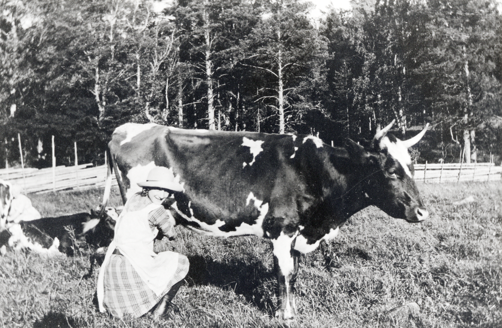 Utemjölkning vid Frösunda prästgård. Arrendatorns, G E Carlsson, dotter Edit mjölkar. En gärdesgård syns i bakgrunden