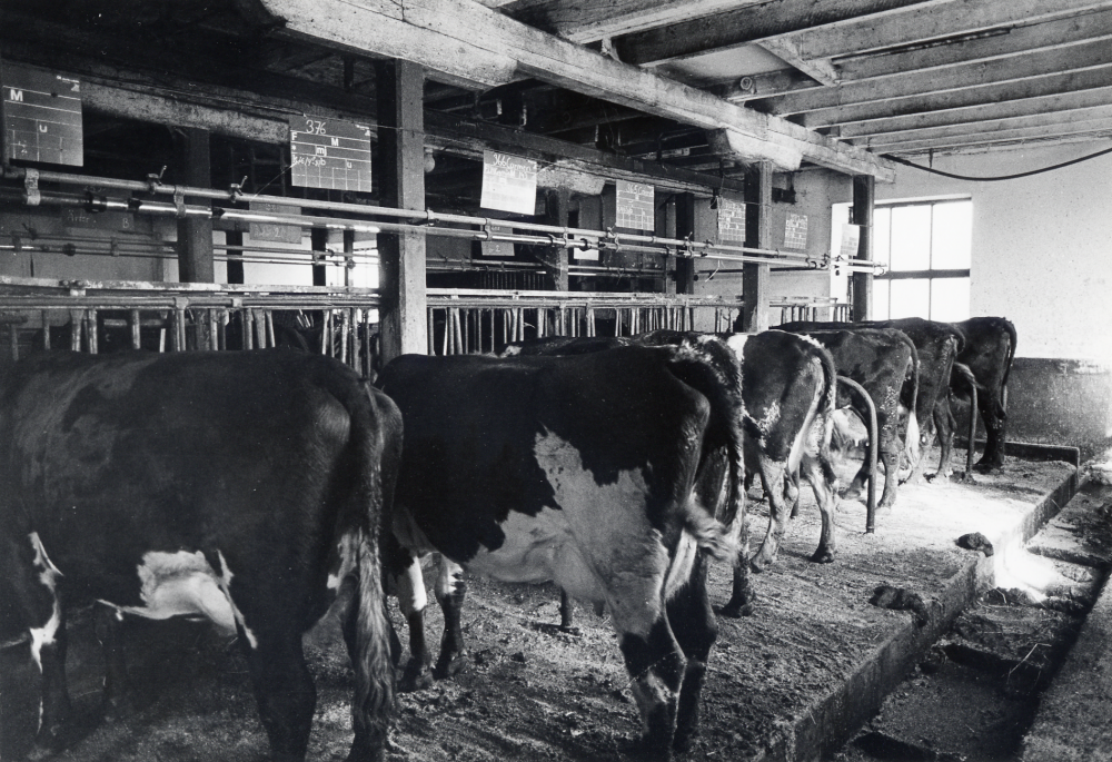 Backa gård i Kårsta.  Kor i ladugården