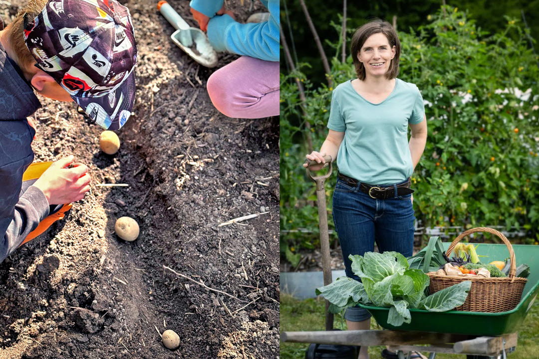 Barn som sår potatis, kvinna med grönsaker