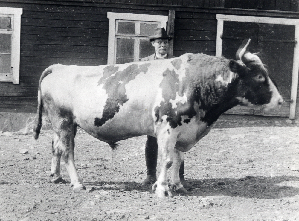 Tjuren  Hero och lantbrukaren  August Carlsson  från  Grana gård