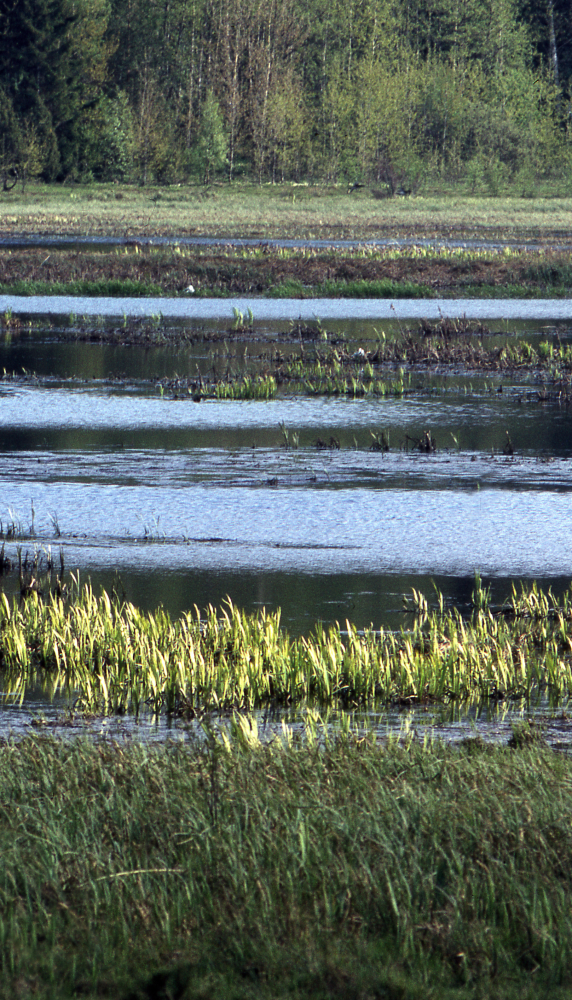 Säv, kaveldun, bladvass växer snabbt i maj månad. Fotografiet ingår i bildserien Angarnssjöängen 1970 som köptes av Vallentuna kommun och gjordes mot bakgrund av den oro som fanns bland naturvänner då Stockholm stad planerade en ny stad i området med upp mot 100 000 invånare. Så småningom övergavs planerna och istället bildade Länsstyrelsen naturreservat 1982.