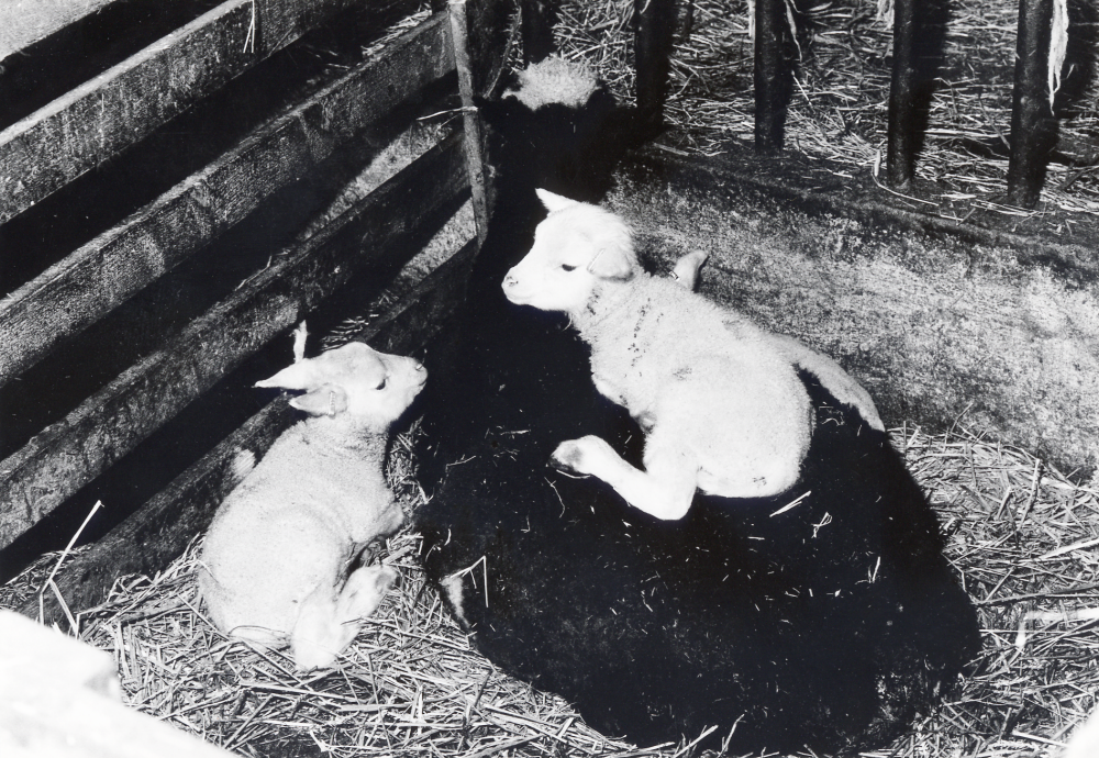 Ladugården vid Husa gård i Össby-Garn.  En tacka med tre små lamm.  Ett av lammen ligger ovanpå tackans rygg.
