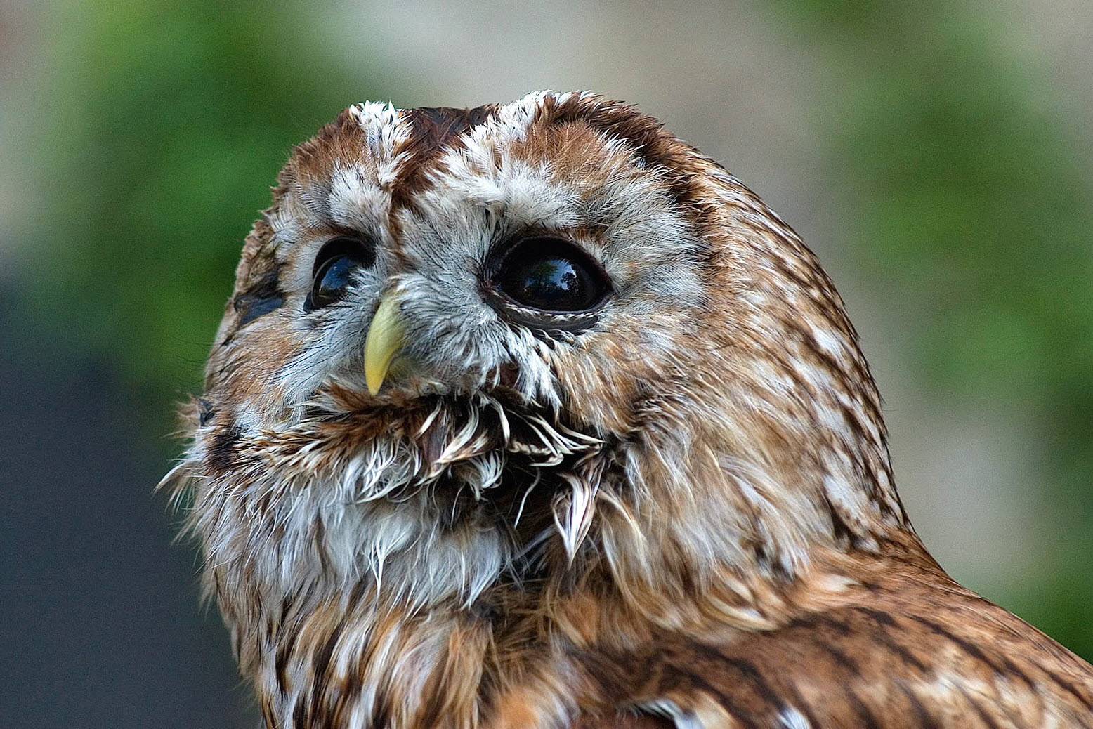 Foto på kattuggla