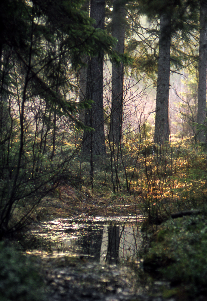 I skogen norr om Skesta. Fotografiet ingår i bildserien Angarnssjöängen 1970 som köptes av Vallentuna kommun och gjordes mot bakgrund av den oro som fanns bland naturvänner då Stockholm stad planerade en ny stad i området med upp mot 100 000 invånare. Så småningom övergavs planerna och istället bildade Länsstyrelsen naturreservat 1982.