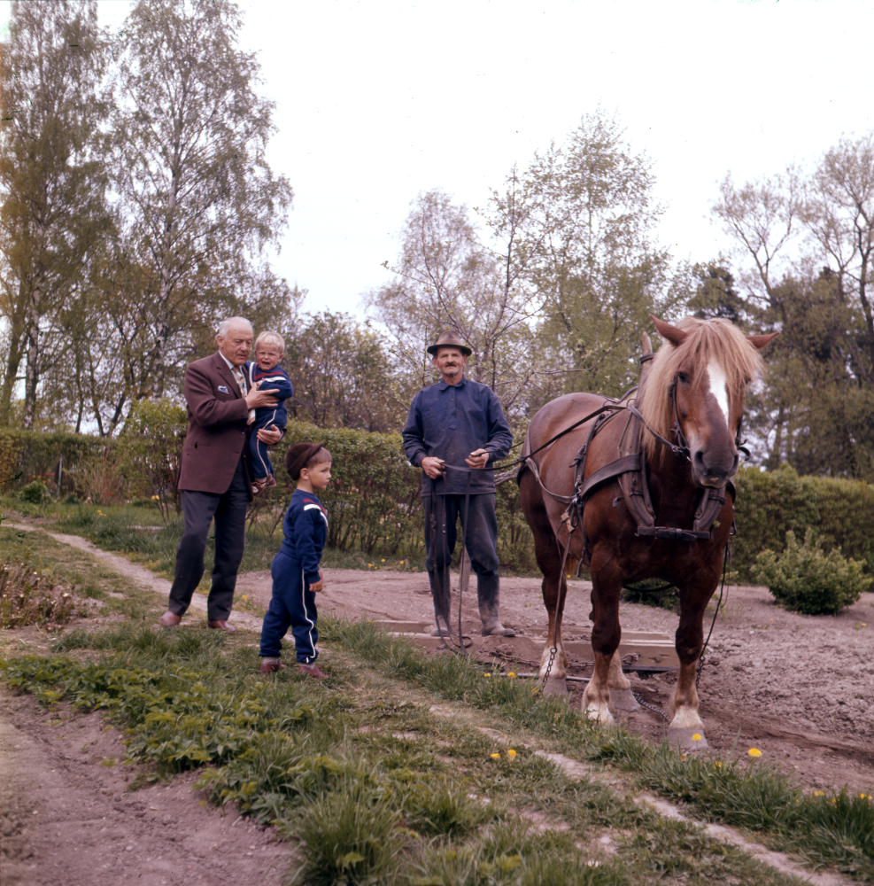 ”Hedlund med hästen” var ett begrepp i Vallentuna. Här hjälper han till på Bällsta gård – Vallbostrand vårdhem. Pojkarna är med all sannolikhet Gunnel och David Tibergs söner, Björn född 1935 och Ulf född 1936. Den äldre mannen okänd. David tillbringade somrarna på gården i ett sommarhus vid huvudbyggnaden.