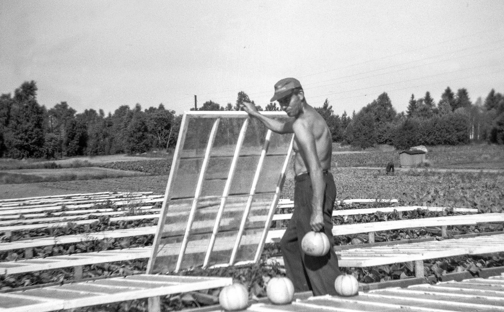 John Rundqvist arbetar i handelsträdgården i Ormsta i början av 1950-talet. John och Svea Rundqvist flyttade från Hässelby 1942 och köpte Ensta gård i Ormsta. Där bedrev de grönsaksodling fram till 1972 då området bebyggdes.