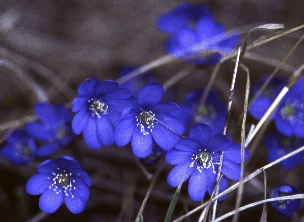 Blåsippor. Fotografiet ingår i bildserien Angarnssjöängen 1970 som köptes av Vallentuna kommun och gjordes mot bakgrund av den oro som fanns bland naturvänner då Stockholm stad planerade en ny stad i området med upp mot 100 000 invånare. Så småningom övergavs planerna och istället bildade Länsstyrelsen naturreservat 1982.