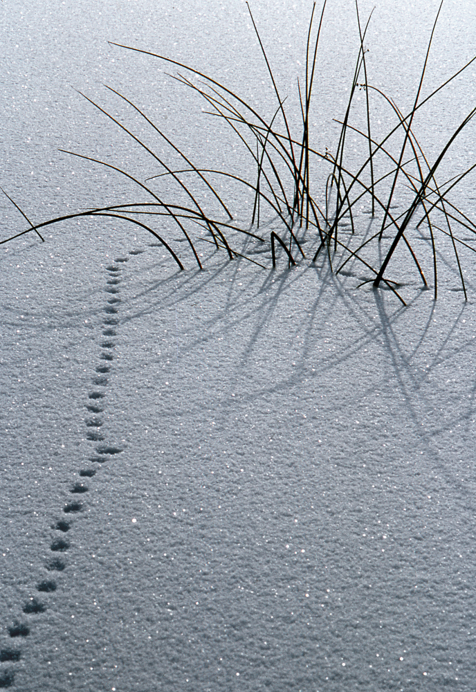 Spår i snön. Vinter. Fotografiet ingår i bildserien Angarnssjöängen 1970 som köptes av Vallentuna kommun och gjordes mot bakgrund av den oro som fanns bland naturvänner då Stockholm stad planerade en ny stad i området med upp mot 100 000 invånare. Så småningom övergavs planerna och istället bildade Länsstyrelsen naturreservat 1982.